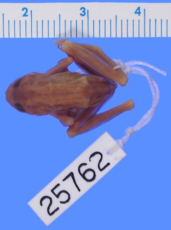 Media type: image; Herpetology A-25762